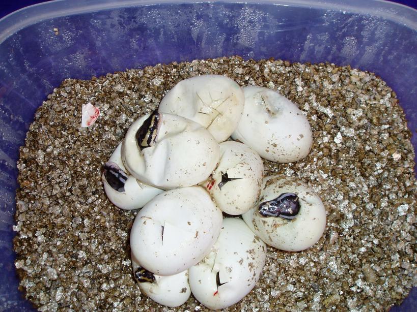Snow eggs
