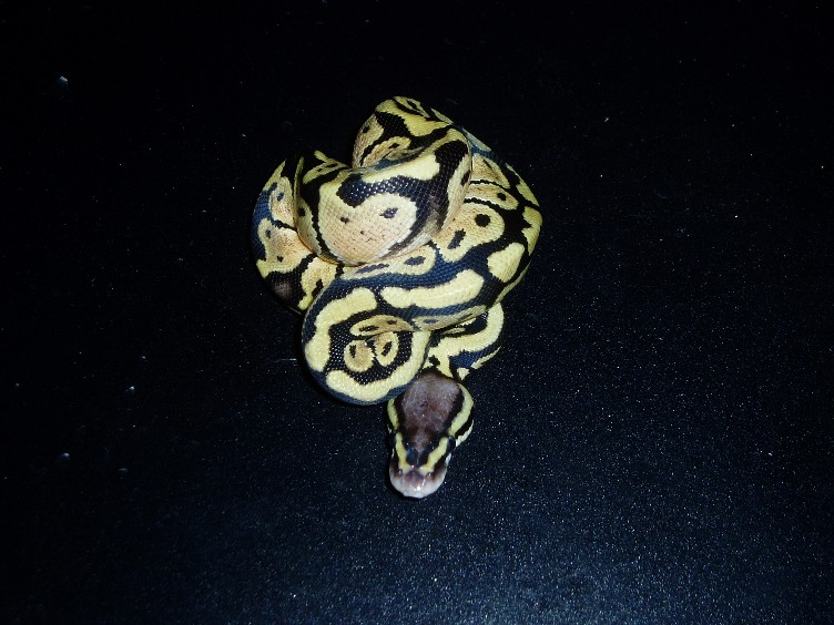 Pastel Het. VPI Axanthic