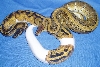 2005 females