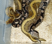 Pin Breed