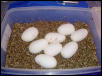 Snow Eggs