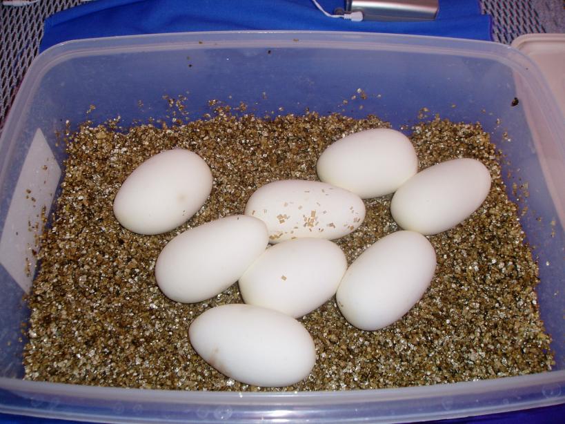 Snow Eggs