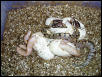 Albino possible het VPI Axanthic