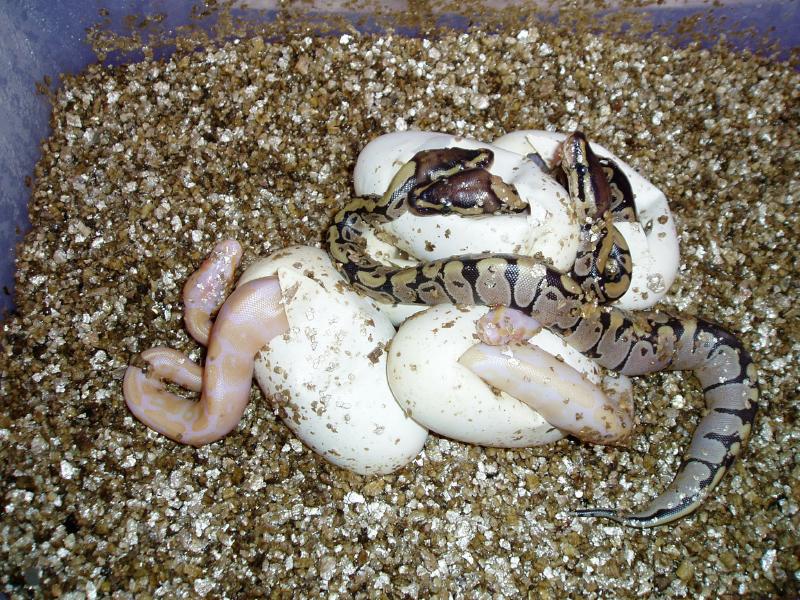 Albino possible het VPI Axanthic