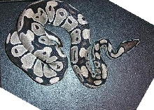 VPI Axanthic female