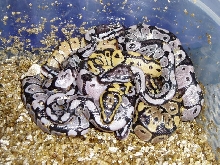 Unusual Clutch Hatching