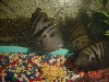 Zebra Cichlids?