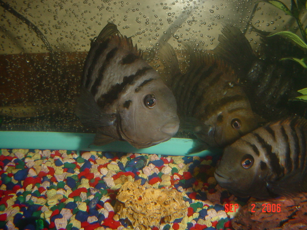 Zebra Cichlids?