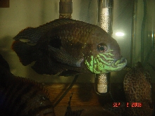 bluechin3