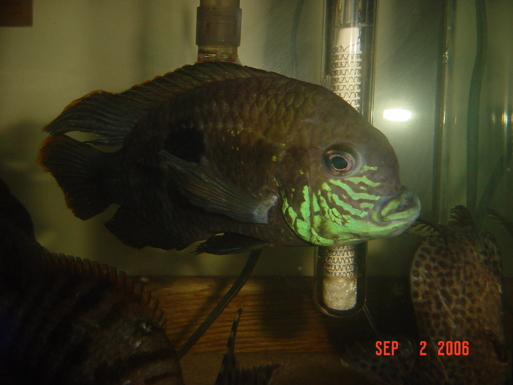 bluechin3