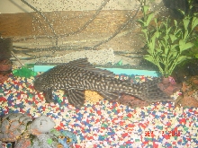 brighter pleco, 10"