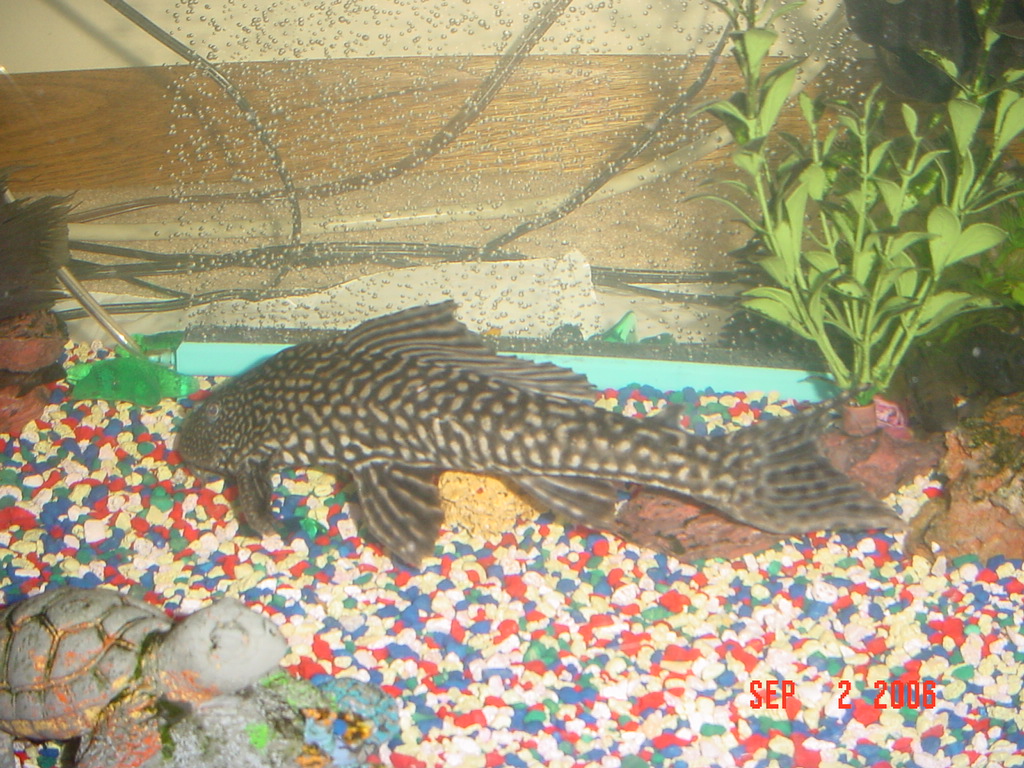 brighter pleco, 10"