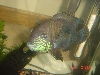 bluechin1