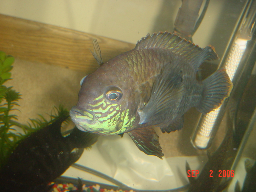 bluechin1