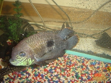 bluechin2