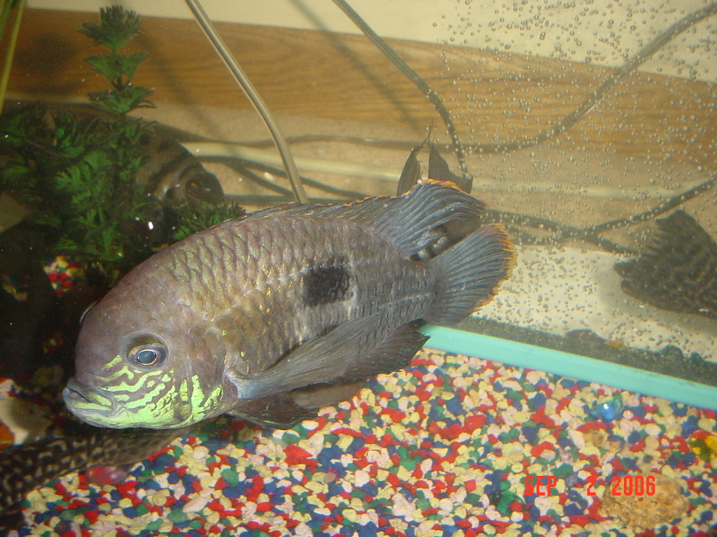 bluechin2