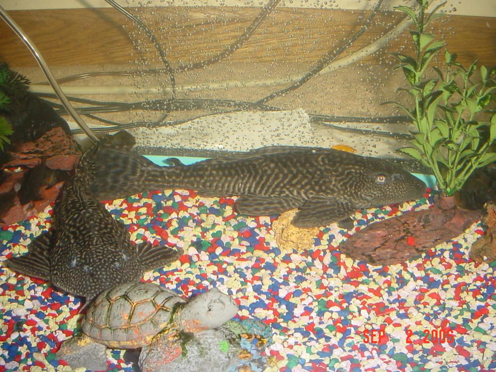 unidentified plecos