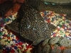 darker pleco 12"