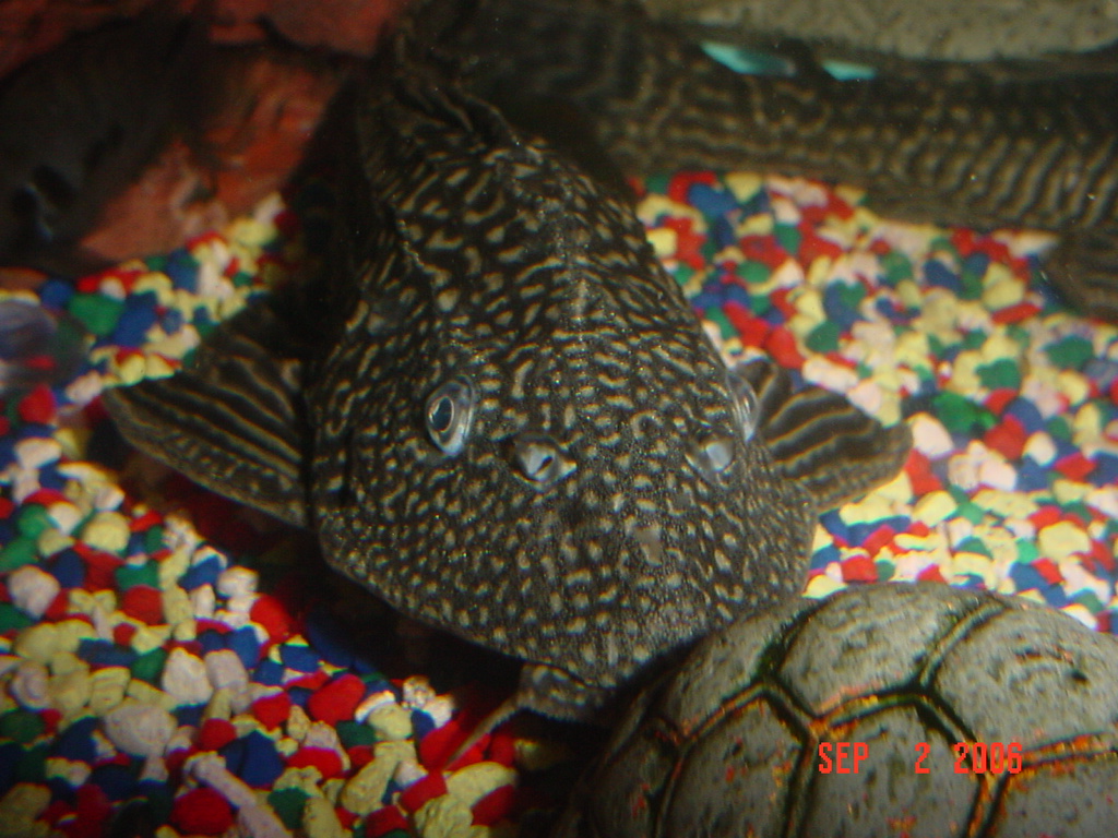 darker pleco 12"