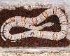 2-Alterna Female Parent
