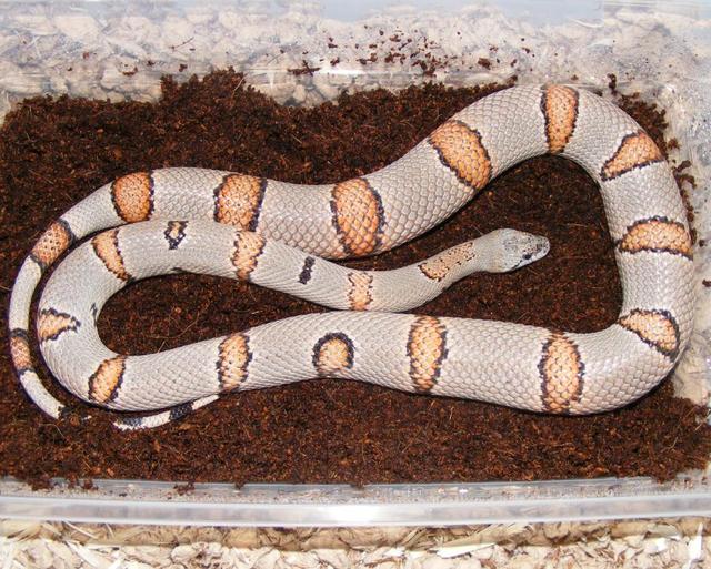 2-Alterna Female Parent