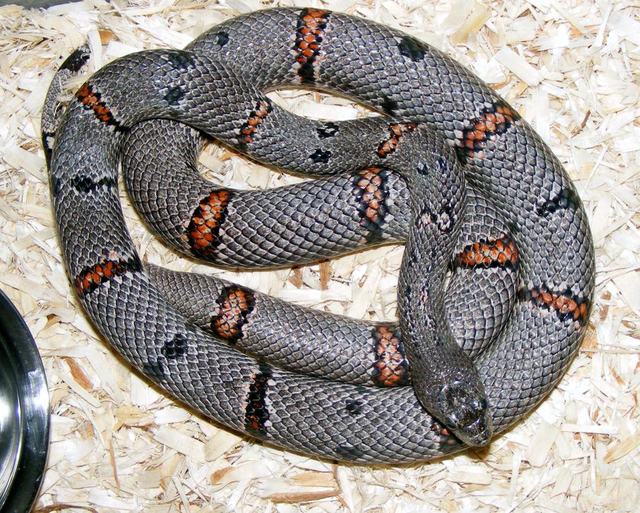 2-Alterna Male Parent