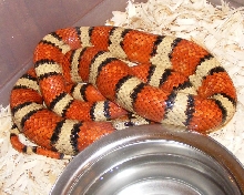 2009-B Clutch Dam