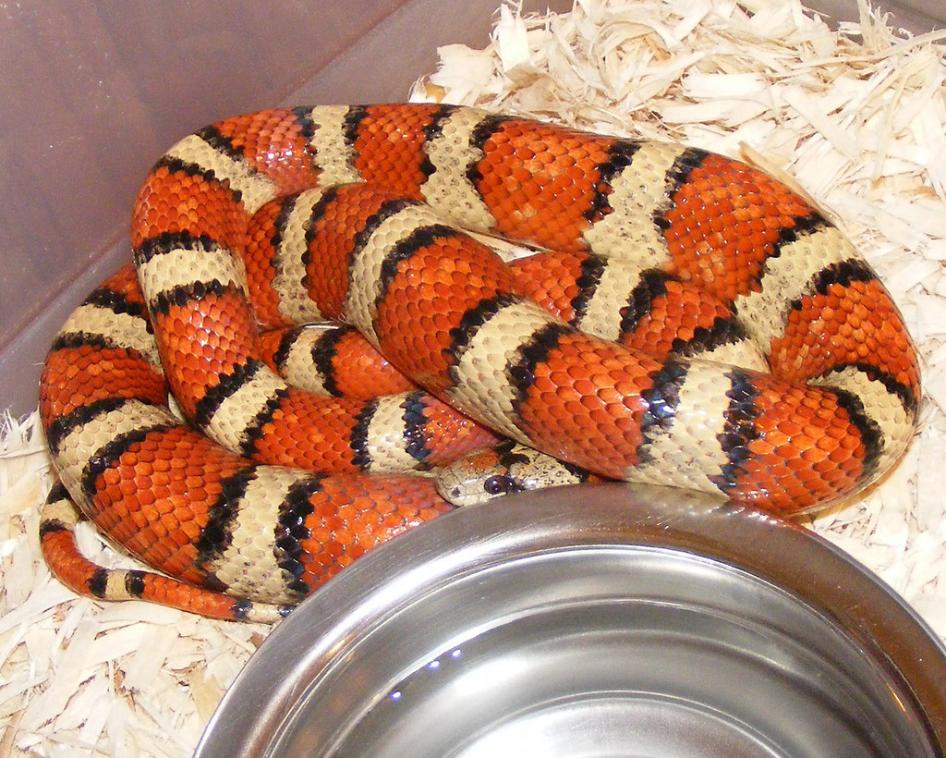 2009-B Clutch Dam