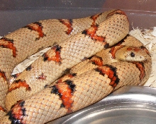 aa2009-B Clutch Sire