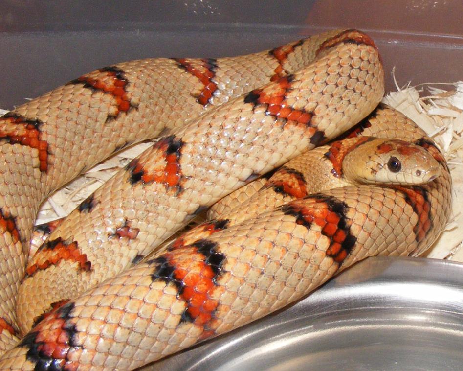 aa2009-B Clutch Sire