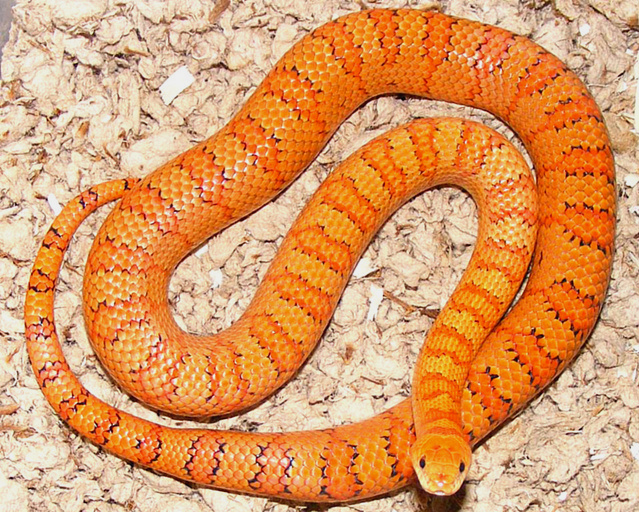 2009-A Clutch Sire
