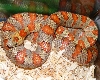 OTG-1