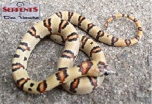 Lester 1 - DV Juvenile Photo