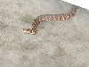 Unidentified Snake