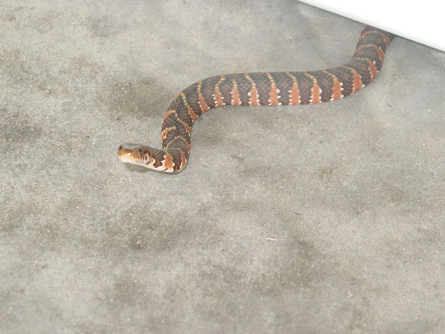 Unidentified Snake