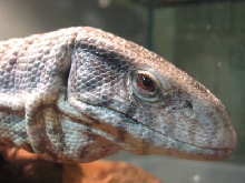 kuma profile
