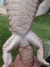 kuma tail base bottom view