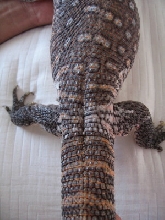 kuma tail base 2
