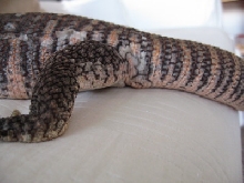 kuma tail base side