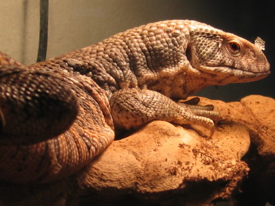 kuma on his log