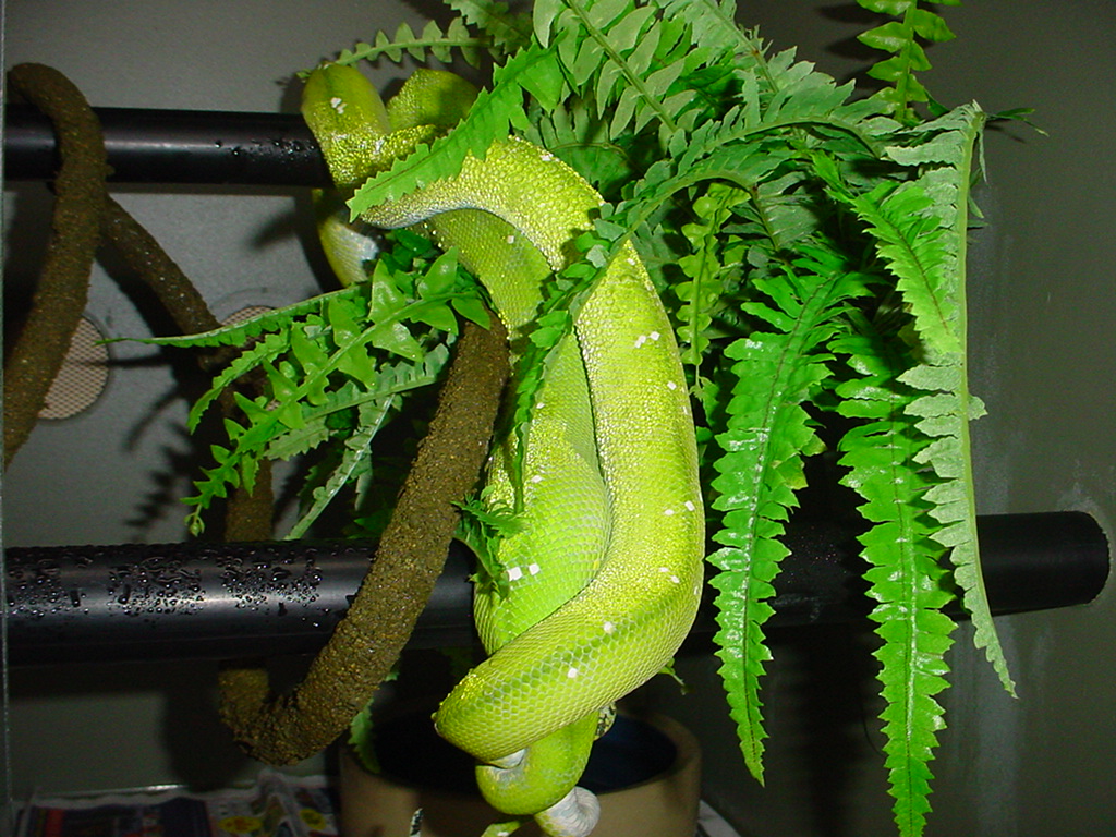 GTP mating
