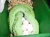 Female laying eggs