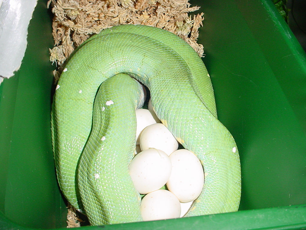 Female laying eggs