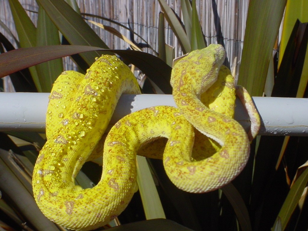 10 month old yellow