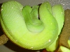 Female Ovulating
