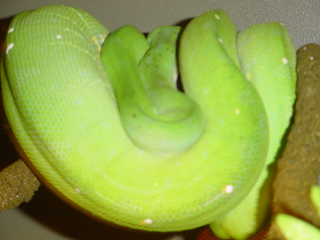 Female Ovulating