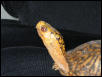Bubba's yellow neck