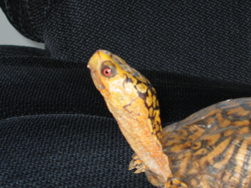 Bubba's yellow neck