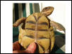 Dinkey's plastron