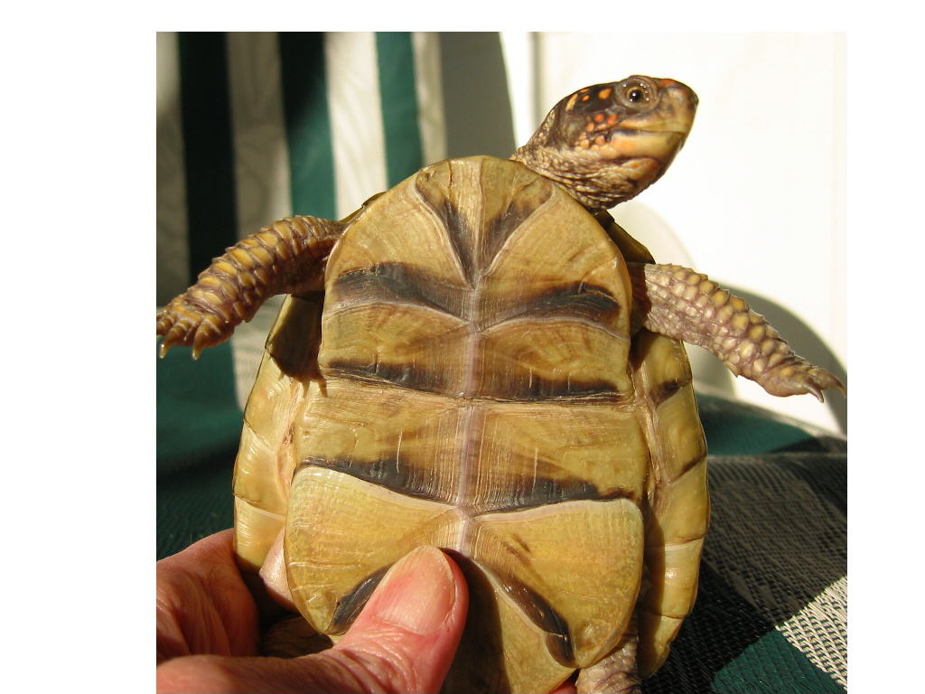 Dinkey's plastron